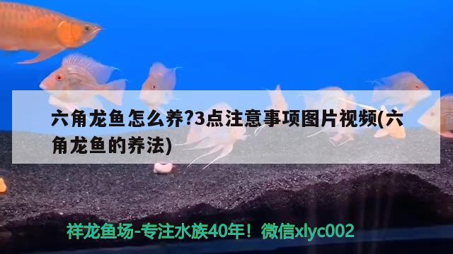 六角龍魚怎么養(yǎng)?3點(diǎn)注意事項(xiàng)圖片視頻(六角龍魚的養(yǎng)法) 錦鯉池魚池建設(shè)