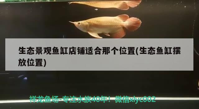 生態(tài)景觀魚(yú)缸店鋪適合那個(gè)位置(生態(tài)魚(yú)缸擺放位置) 祥龍龍魚(yú)魚(yú)糧