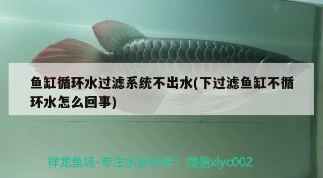 魚缸循環(huán)水過濾系統(tǒng)不出水(下過濾魚缸不循環(huán)水怎么回事) 觀賞魚批發(fā)