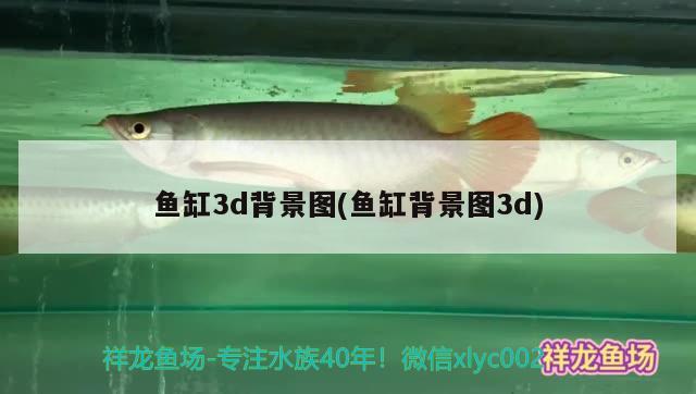 魚(yú)缸3d背景圖(魚(yú)缸背景圖3d) 鐵甲武士