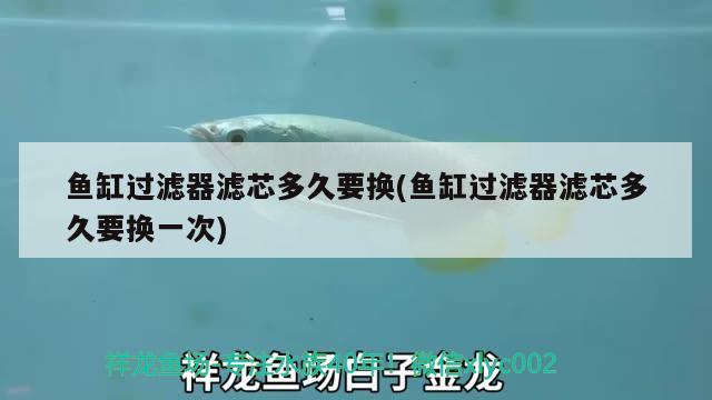 魚(yú)缸過(guò)濾器濾芯多久要換(魚(yú)缸過(guò)濾器濾芯多久要換一次) 養(yǎng)魚(yú)知識(shí)