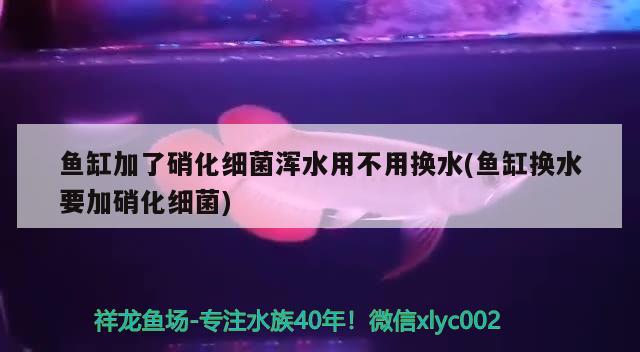 魚缸加了硝化細菌渾水用不用換水(魚缸換水要加硝化細菌) 硝化細菌