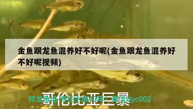 金魚跟龍魚混養(yǎng)好不好呢(金魚跟龍魚混養(yǎng)好不好呢視頻) 粗線銀版魚苗