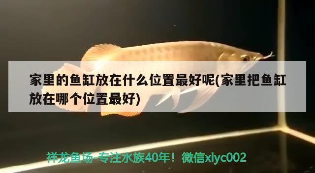 家里的魚缸放在什么位置最好呢(家里把魚缸放在哪個(gè)位置最好)