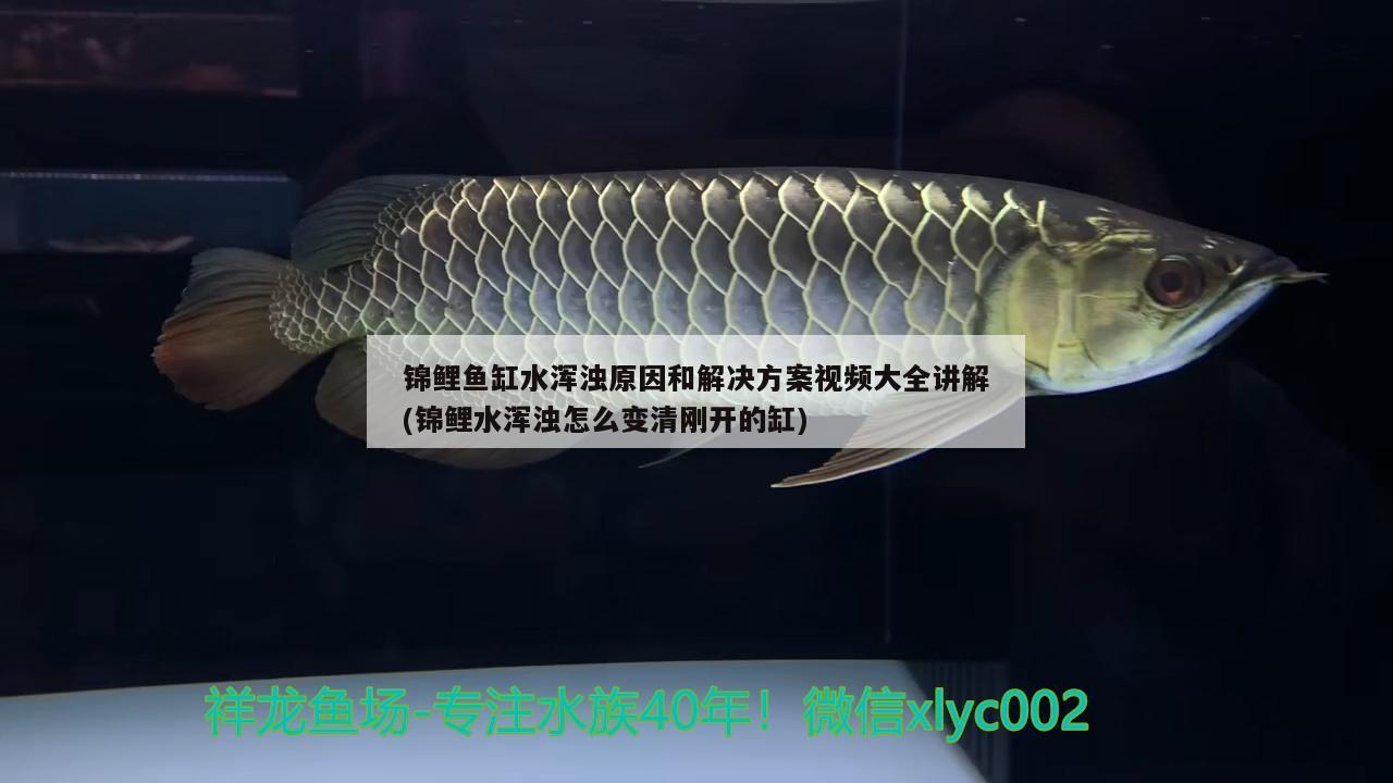 錦鯉魚缸水渾濁原因和解決方案視頻大全講解(錦鯉水渾濁怎么變清剛開的缸) 大白鯊魚苗