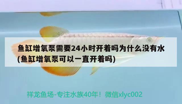 魚缸增氧泵需要24小時(shí)開著嗎為什么沒有水(魚缸增氧泵可以一直開著嗎) 祥龍進(jìn)口元寶鳳凰魚