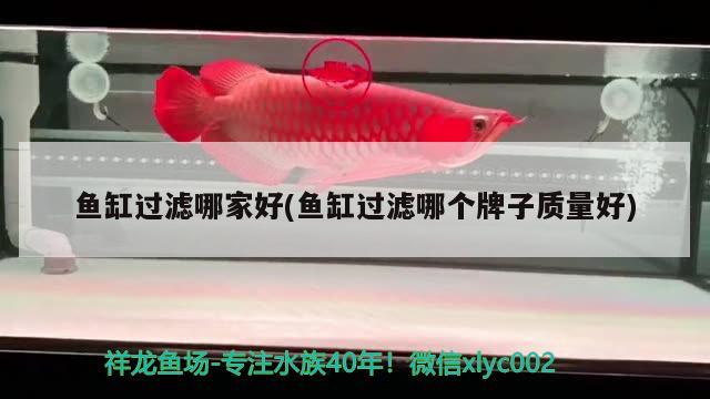 魚缸過濾哪家好(魚缸過濾哪個牌子質量好) 委內瑞拉奧里諾三間魚苗