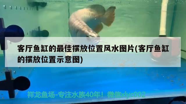 客廳魚缸的最佳擺放位置風水圖片(客廳魚缸的擺放位置示意圖) 魚缸風水