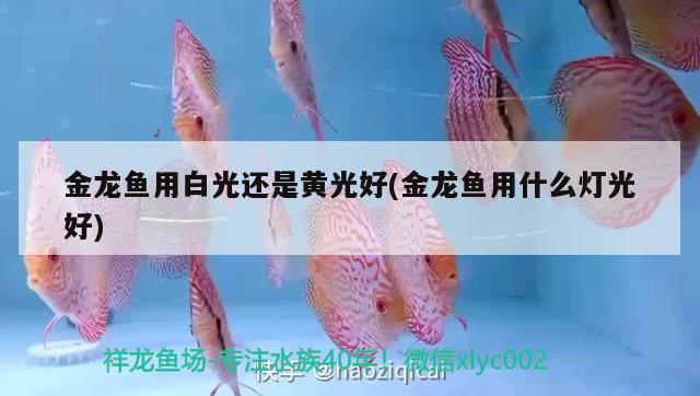 金龍魚用白光還是黃光好(金龍魚用什么燈光好)