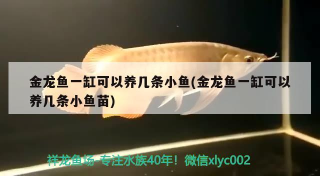 金龍魚一缸可以養(yǎng)幾條小魚(金龍魚一缸可以養(yǎng)幾條小魚苗) 白化巴西龜（白巴）