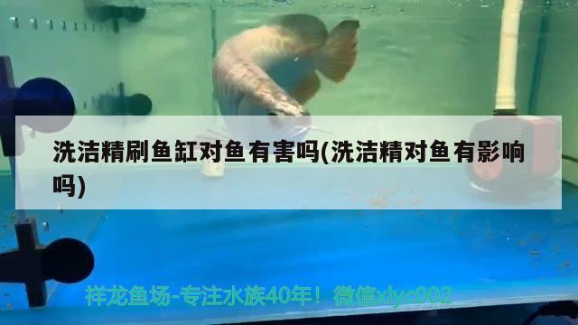 洗潔精刷魚缸對(duì)魚有害嗎(洗潔精對(duì)魚有影響嗎)