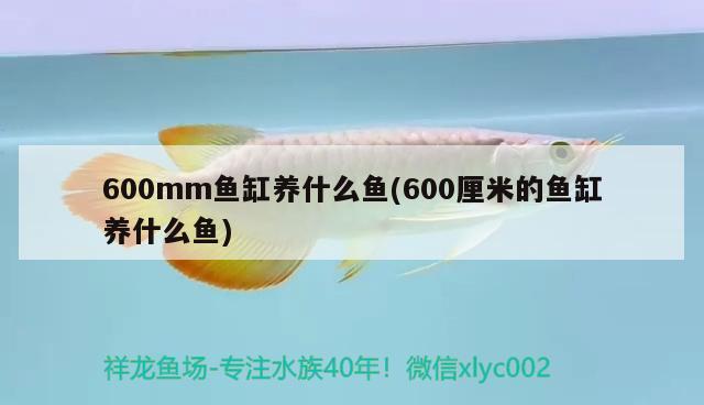 600mm魚(yú)缸養(yǎng)什么魚(yú)(600厘米的魚(yú)缸養(yǎng)什么魚(yú))