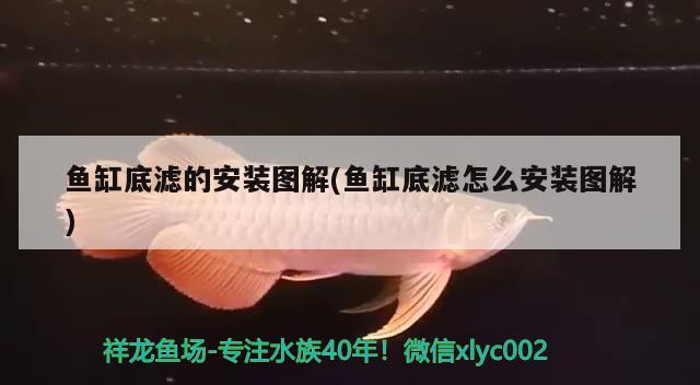 魚缸底濾的安裝圖解(魚缸底濾怎么安裝圖解) 祥龍水族護(hù)理水