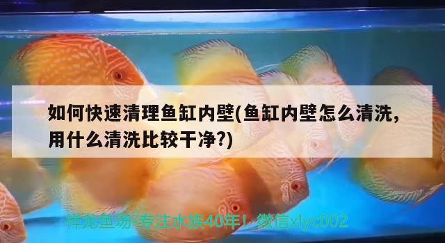 如何快速清理魚缸內(nèi)壁(魚缸內(nèi)壁怎么清洗,用什么清洗比較干凈?) 海象魚