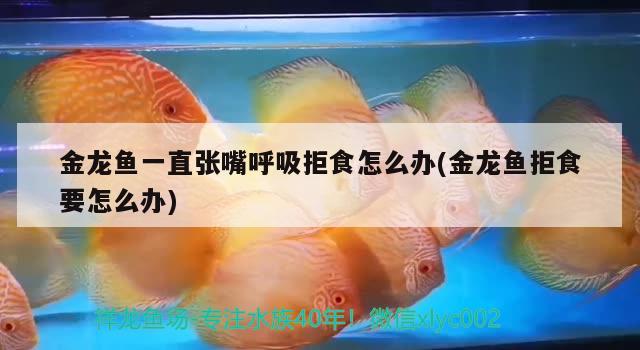 金龍魚一直張嘴呼吸拒食怎么辦(金龍魚拒食要怎么辦)