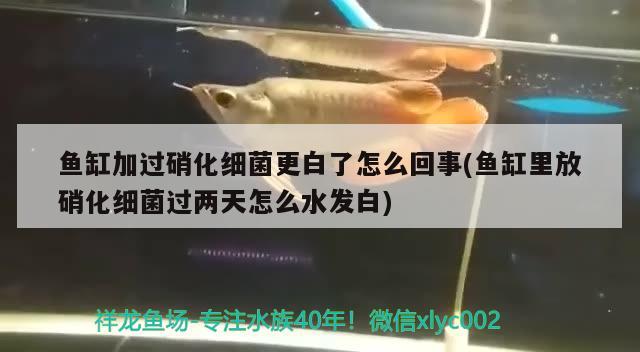 魚缸加過硝化細(xì)菌更白了怎么回事(魚缸里放硝化細(xì)菌過兩天怎么水發(fā)白) 硝化細(xì)菌