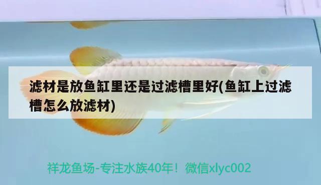 濾材是放魚(yú)缸里還是過(guò)濾槽里好(魚(yú)缸上過(guò)濾槽怎么放濾材) 紅龍專用魚(yú)糧飼料