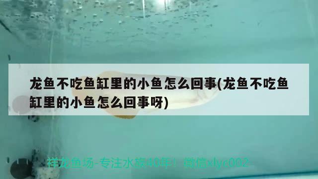 龍魚(yú)不吃魚(yú)缸里的小魚(yú)怎么回事(龍魚(yú)不吃魚(yú)缸里的小魚(yú)怎么回事呀)