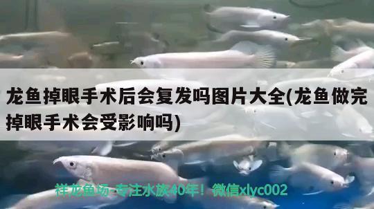 龍魚(yú)掉眼手術(shù)后會(huì)復(fù)發(fā)嗎圖片大全(龍魚(yú)做完掉眼手術(shù)會(huì)受影響嗎)