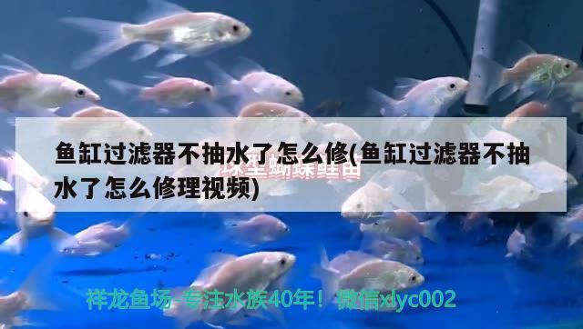 魚缸過濾器不抽水了怎么修(魚缸過濾器不抽水了怎么修理視頻) 熊貓異形魚L46