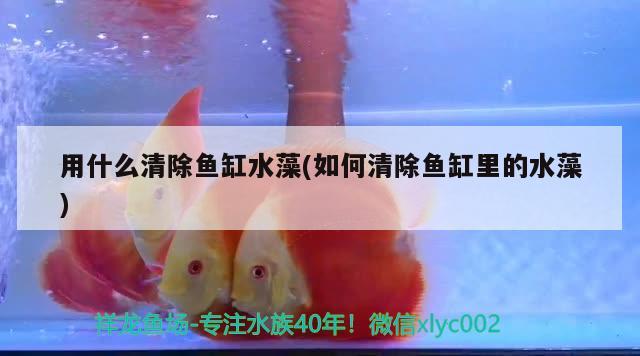 用什么清除魚缸水藻(如何清除魚缸里的水藻)