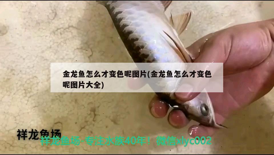 金龍魚怎么才變色呢圖片(金龍魚怎么才變色呢圖片大全)