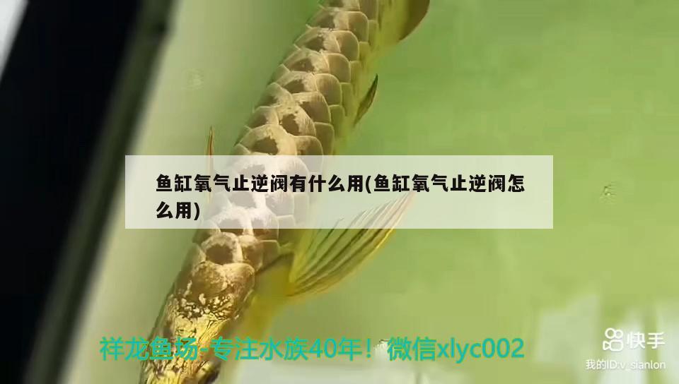 魚(yú)缸氧氣止逆閥有什么用(魚(yú)缸氧氣止逆閥怎么用)