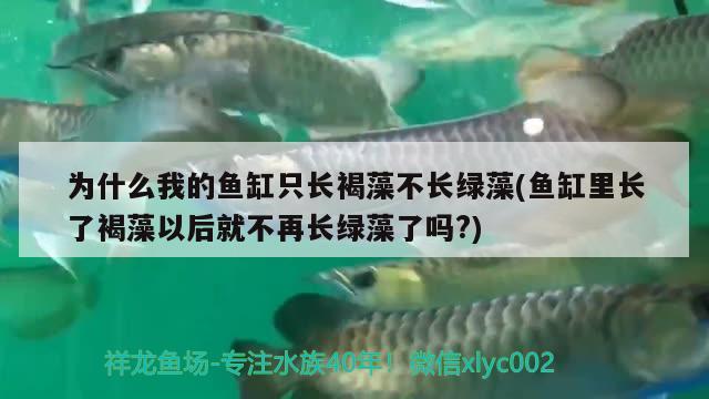 為什么我的魚(yú)缸只長(zhǎng)褐藻不長(zhǎng)綠藻(魚(yú)缸里長(zhǎng)了褐藻以后就不再長(zhǎng)綠藻了嗎?) 夢(mèng)幻雷龍魚(yú)