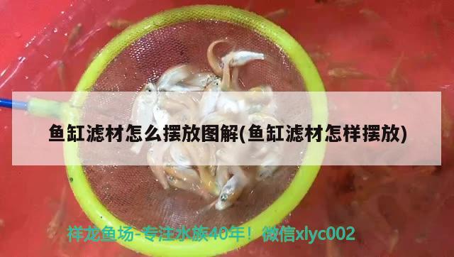 魚缸濾材怎么擺放圖解(魚缸濾材怎樣擺放) 噴點菠蘿魚