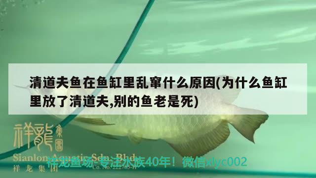 清道夫魚在魚缸里亂竄什么原因(為什么魚缸里放了清道夫,別的魚老是死)