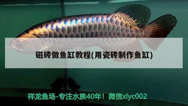 磁磚做魚缸教程(用瓷磚制作魚缸) 廣州祥龍國際水族貿(mào)易