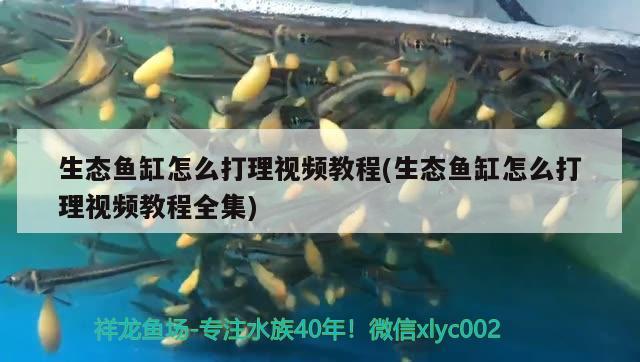 生態(tài)魚缸怎么打理視頻教程(生態(tài)魚缸怎么打理視頻教程全集)