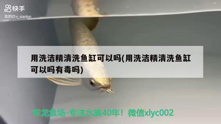 用洗潔精清洗魚缸可以嗎(用洗潔精清洗魚缸可以嗎有毒嗎) 刀魚魚