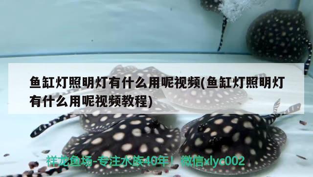 魚缸燈照明燈有什么用呢視頻(魚缸燈照明燈有什么用呢視頻教程) 祥龍藍珀金龍魚