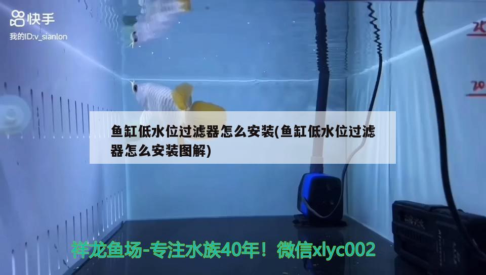 魚缸低水位過濾器怎么安裝(魚缸低水位過濾器怎么安裝圖解) 赤荔鳳冠魚