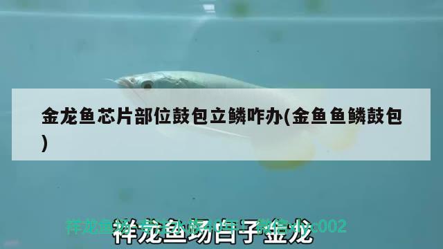 金龍魚芯片部位鼓包立鱗咋辦(金魚魚鱗鼓包)