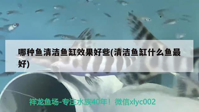 哪種魚清潔魚缸效果好些(清潔魚缸什么魚最好) 黑桃A魚苗