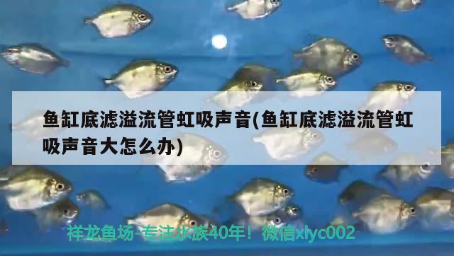 魚(yú)缸底濾溢流管虹吸聲音(魚(yú)缸底濾溢流管虹吸聲音大怎么辦) 魚(yú)缸水泵