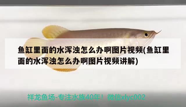 魚缸里面的水渾濁怎么辦啊圖片視頻(魚缸里面的水渾濁怎么辦啊圖片視頻講解) 純血皇冠黑白魟魚