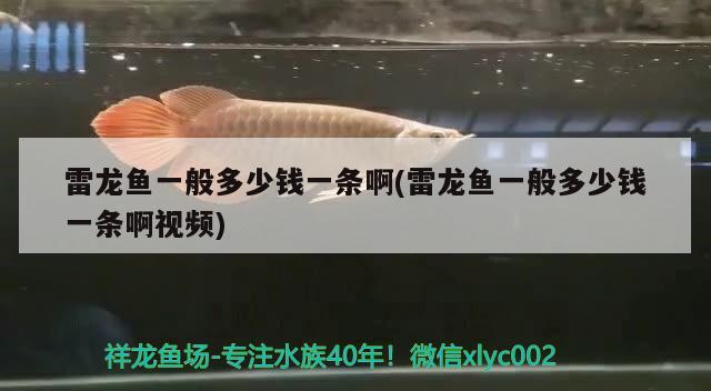 雷龍魚一般多少錢一條啊(雷龍魚一般多少錢一條啊視頻) 定時器/自控系統(tǒng)