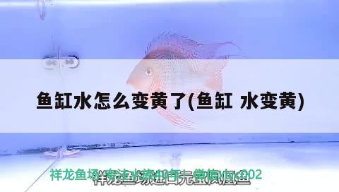 魚(yú)缸水怎么變黃了(魚(yú)缸水變黃) 黃金斑馬魚(yú)