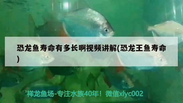 恐龍魚壽命有多長啊視頻講解(恐龍王魚壽命) 恐龍王魚