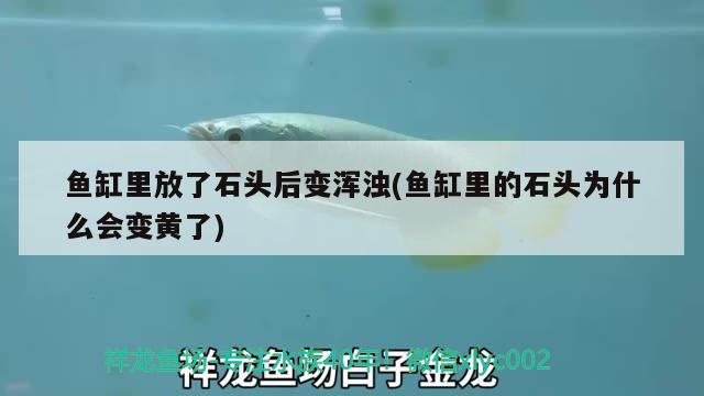 魚缸里放了石頭后變渾濁(魚缸里的石頭為什么會(huì)變黃了) 魚缸等水族設(shè)備 第2張