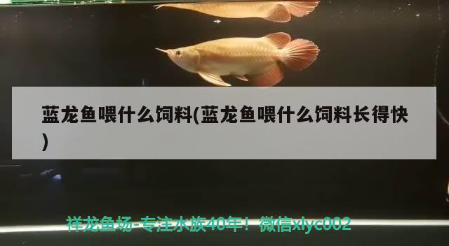 藍(lán)龍魚喂什么飼料(藍(lán)龍魚喂什么飼料長得快) 稀有紅龍品種