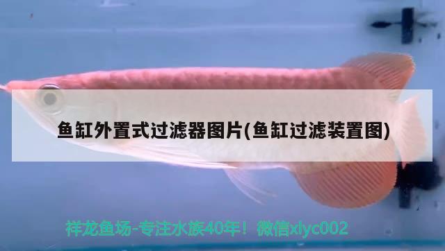 魚缸外置式過濾器圖片(魚缸過濾裝置圖) 白子銀版魚苗