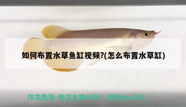 如何布置水草魚缸視頻?(怎么布置水草缸)