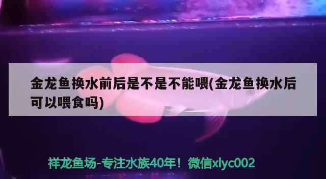 金龍魚換水前后是不是不能喂(金龍魚換水后可以喂食嗎)