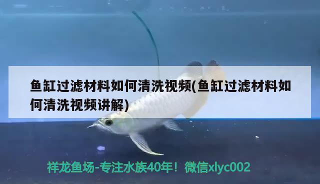 魚缸過濾材料如何清洗視頻(魚缸過濾材料如何清洗視頻講解) 黃金斑馬魚