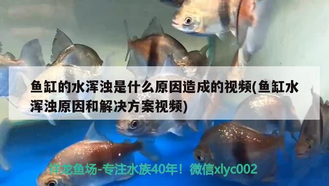 魚(yú)缸的水渾濁是什么原因造成的視頻(魚(yú)缸水渾濁原因和解決方案視頻) 白子球鯊魚(yú)