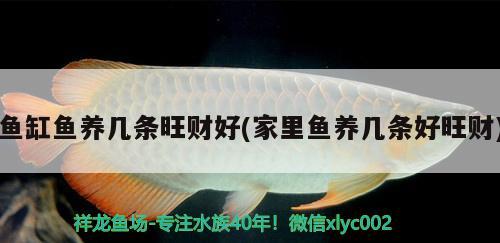 魚缸魚養(yǎng)幾條旺財好(家里魚養(yǎng)幾條好旺財) 朱巴利魚